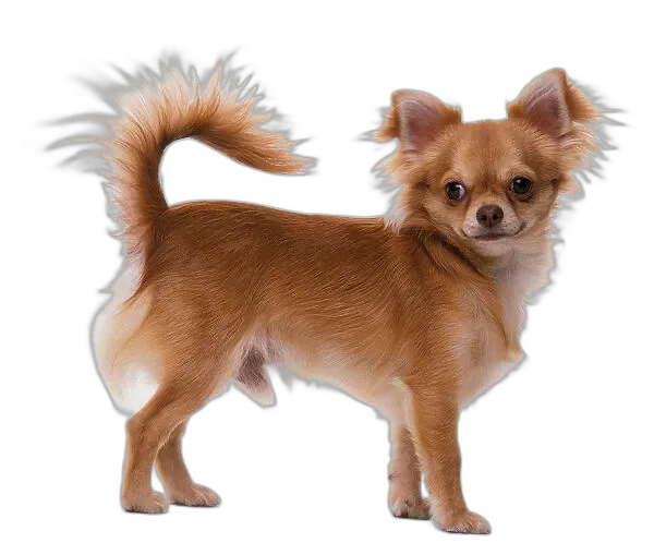 https://songwiz.nyc3.digitaloceanspaces.com/static/model/thumbnails/ChihuahuaDog.webp