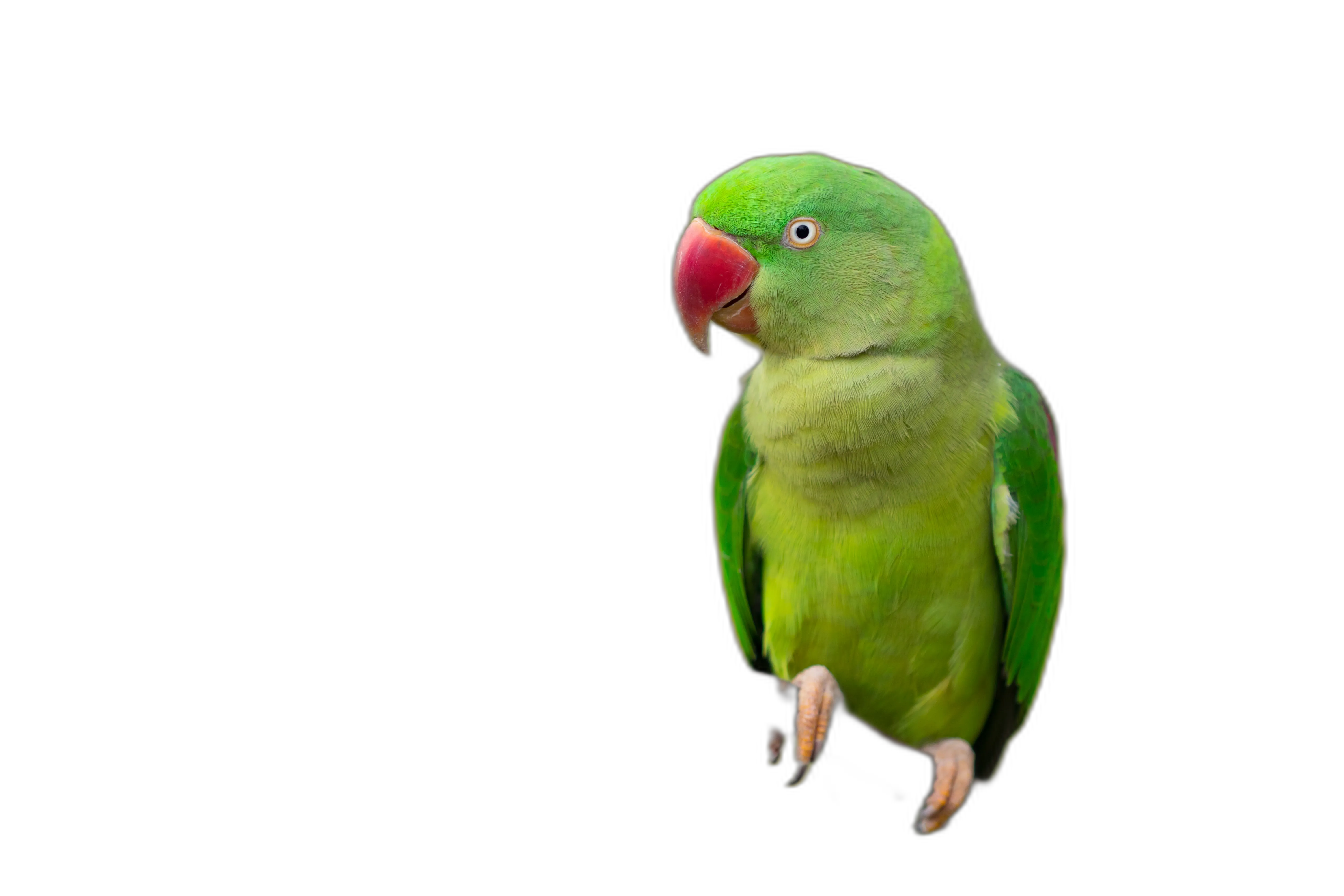 https://songwiz.nyc3.digitaloceanspaces.com/static/model/thumbnails/Parakeet.webp