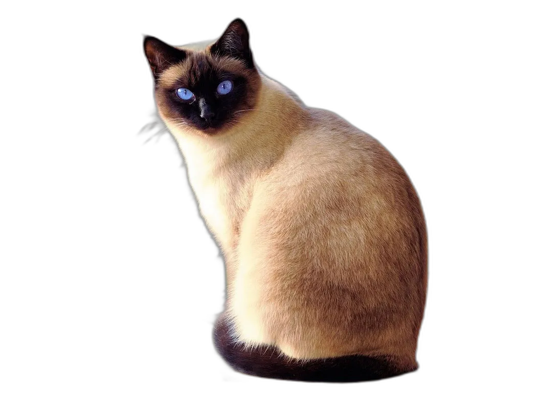 https://songwiz.nyc3.digitaloceanspaces.com/static/model/thumbnails/SiameseCat.webp